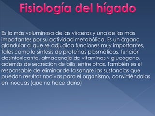 Es la más voluminosa de las vísceras y una de las más
importantes por su actividad metabólica. Es un órgano
glandular al que se adjudica funciones muy importantes,
tales como la síntesis de proteínas plasmáticas, función
desintoxicante, almacenaje de vitaminas y glucógeno,
además de secreción de bilis, entre otras. También es el
responsable de eliminar de la sangre las sustancias que
puedan resultar nocivas para el organismo, convirtiéndolas
en inocuas (que no hace daño)
 