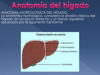 ANATOMIA MORFOLÓGICA DEL HÍGADO.
La anatomía morfológica, considera la división clásica del
hígado, en un lóbulo derecho y un lóbulo izquierdo,
separados por él ligamento falciforme
 