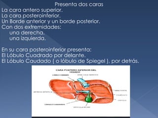 Presenta dos caras
La cara antero superior.
La cara posteroinferior.
Un Borde anterior y un borde posterior.
Con dos extremidades:
una derecha.
una izquierda.
En su cara posteroinferior presenta:
El Lóbulo Cuadrado por delante.
El Lóbulo Caudado ( o lóbulo de Spiegel ), por detrás.
 