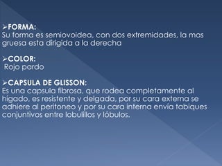 FORMA:
Su forma es semiovoidea, con dos extremidades, la mas
gruesa esta dirigida a la derecha
COLOR:
Rojo pardo
CAPSULA DE GLISSON:
Es una capsula fibrosa, que rodea completamente al
hígado, es resistente y delgada, por su cara externa se
adhiere al peritoneo y por su cara interna envía tabiques
conjuntivos entre lobulillos y lóbulos.
 