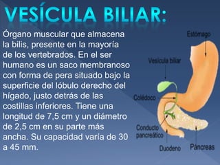 Órgano muscular que almacena
la bilis, presente en la mayoría
de los vertebrados. En el ser
humano es un saco membranoso
con forma de pera situado bajo la
superficie del lóbulo derecho del
hígado, justo detrás de las
costillas inferiores. Tiene una
longitud de 7,5 cm y un diámetro
de 2,5 cm en su parte más
ancha. Su capacidad varía de 30
a 45 mm.
 