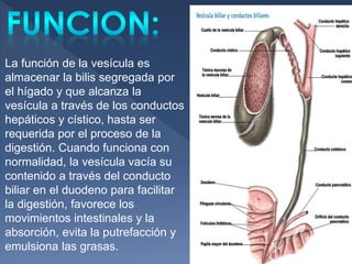 La función de la vesícula es
almacenar la bilis segregada por
el hígado y que alcanza la
vesícula a través de los conductos
hepáticos y cístico, hasta ser
requerida por el proceso de la
digestión. Cuando funciona con
normalidad, la vesícula vacía su
contenido a través del conducto
biliar en el duodeno para facilitar
la digestión, favorece los
movimientos intestinales y la
absorción, evita la putrefacción y
emulsiona las grasas.
 