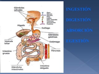 INGESTIÓN
DIGESTIÓN
ABSORCIÓN
EGESTIÓN
 