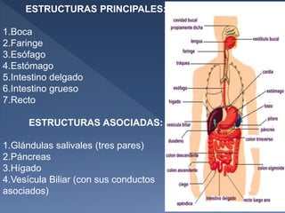 ESTRUCTURAS PRINCIPALES:
1.Boca
2.Faringe
3.Esófago
4.Estómago
5.Intestino delgado
6.Intestino grueso
7.Recto
ESTRUCTURAS ASOCIADAS:
1.Glándulas salivales (tres pares)
2.Páncreas
3.Hígado
4.Vesícula Biliar (con sus conductos
asociados)
 