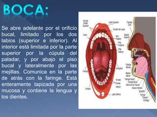 Se abre adelante por el orificio
bucal, limitado por los dos
labios (superior e inferior). Al
interior está limitada por la parte
superior por la cúpula del
paladar, y por abajo el piso
bucal y lateralmente por las
mejillas. Comunica en la parte
de atrás con la faringe. Está
enteramente tapizada por una
mucosa y contiene la lengua y
los dientes.
 