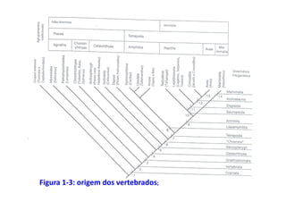 Figura 1-3: origem dos vertebrados;
 