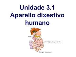 Unidade 3.1
Aparello dixestivo
humano
Xexuno (gal.) / yeyuno (cast.)
Íleo (gal.) / íleon (cast.)
 