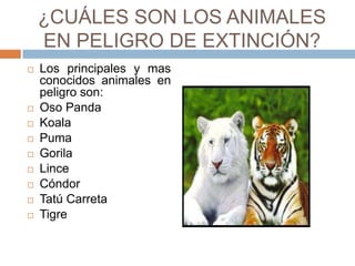 ¿CUÁLES SON LOS ANIMALES
    EN PELIGRO DE EXTINCIÓN?
   Los principales y mas
    conocidos animales en
    peligro son:
   Oso Panda
   Koala
   Puma
   Gorila
   Lince
   Cóndor
   Tatú Carreta
   Tigre
 
