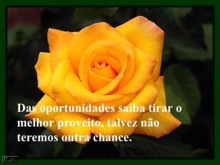 Das oportunidades saiba tirar o melhor proveito, talvez não teremos outra chance.  