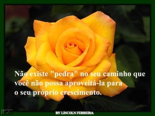BY LINCOLN FERREIRA  Não existe "pedra" no seu caminho que você não possa aproveitá-la para o seu próprio crescimento. 