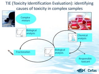 Chemical Risk Assessment - APEG | PDF