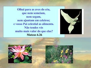 Olhai para as aves do céu,  que nem semeiam,  nem segam,  nem ajuntam em celeiros;  e vosso Pai celestial as alimenta.  Não tendes vós  muito mais valor do que elas? Mateus 6.26 