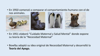 • En 1950 comenzó a comparar el comportamiento humano con el de
nos animales.
• En 1951 elaboró “Cuidado Maternal y Salud Mental” donde expone
su teoría de la “Necesidad Maternal”
• Bowlby adaptó su idea original de Necesidad Maternal y desarrolló la
Teoría del Apego.
 