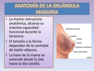 ANATOMÍA DE LA GRLÁNDULA
MAMARIA
• La mama: estructura
anatómica, alcanza su
máxima capacidad
funcional durante la
lactancia.
• El tamaño y la forma
dependen de la cantidad
de tejido adiposo.
• La base de la mama se
extiende desde la 2da
hasta la 6ta costilla.
 