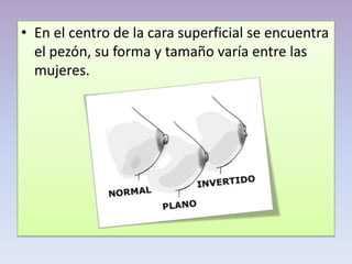 • En el centro de la cara superficial se encuentra
el pezón, su forma y tamaño varía entre las
mujeres.
 
