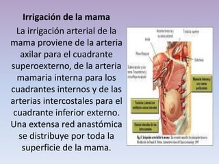 Irrigación de la mama
La irrigación arterial de la
mama proviene de la arteria
axilar para el cuadrante
superoexterno, de la arteria
mamaria interna para los
cuadrantes internos y de las
arterias intercostales para el
cuadrante inferior externo.
Una extensa red anastómica
se distribuye por toda la
superficie de la mama.
 