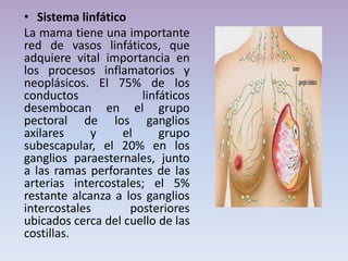 • Sistema linfático
La mama tiene una importante
red de vasos linfáticos, que
adquiere vital importancia en
los procesos inflamatorios y
neoplásicos. El 75% de los
conductos linfáticos
desembocan en el grupo
pectoral de los ganglios
axilares y el grupo
subescapular, el 20% en los
ganglios paraesternales, junto
a las ramas perforantes de las
arterias intercostales; el 5%
restante alcanza a los ganglios
intercostales posteriores
ubicados cerca del cuello de las
costillas.
 