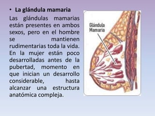 • La glándula mamaria
Las glándulas mamarias
están presentes en ambos
sexos, pero en el hombre
se mantienen
rudimentarias toda la vida.
En la mujer están poco
desarrolladas antes de la
pubertad, momento en
que inician un desarrollo
considerable, hasta
alcanzar una estructura
anatómica compleja.
 