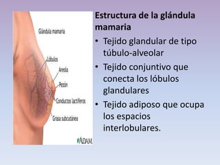 Estructura de la glándula
mamaria
• Tejido glandular de tipo
túbulo-alveolar
• Tejido conjuntivo que
conecta los lóbulos
glandulares
• Tejido adiposo que ocupa
los espacios
interlobulares.
 