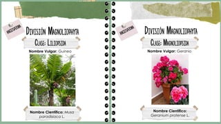 DIVISIÓN DEL REINO VEGETAL | PDF