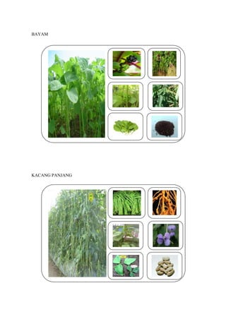 BAYAM 
KACANG PANJANG 
 