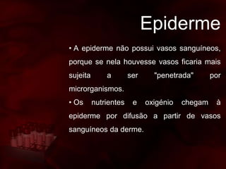 Epiderme
• A epiderme não possui vasos sanguíneos,
porque se nela houvesse vasos ficaria mais
sujeita a ser "penetrada" por
microrganismos.
• Os nutrientes e oxigénio chegam à
epiderme por difusão a partir de vasos
sanguíneos da derme.
 