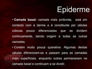 Epiderme
• Camada basal: camada mais profunda, está em
contacto com a derme e é constituída por células
cúbicas pouco diferenciadas que se dividem
continuamente, dando origem a todas as outras
camadas.
• Contém muito pouca queratina. Algumas destas
células diferenciam-se e passam para as camadas
mais superficiais, enquanto outras permanecem na
camada basal e continuam a se dividir.
 
