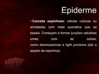 Epiderme
• Camada espinhosa: células cúbicas ou
achatadas com mais queratina que as
basais. Começam a formar junções celulares
umas com as outras,
como desmossomas e tight junctions (daí o
aspeto de espinhos).
 