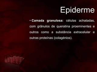 Epiderme
• Camada granulosa: células achatadas,
com grânulos de queratina proeminentes e
outros como a substância extracelular e
outras proteínas (colagénios).
 