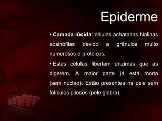 Epiderme
• Camada lúcida: células achatadas hialinas
eosinófilas devido a grânulos muito
numerosos e proteicos.
• Estas células libertam enzimas que as
digerem. A maior parte já está morta
(sem núcleo). Estão presentes na pele sem
folículos pilosos (pele glabra).
 