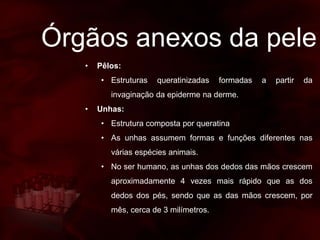 Órgãos anexos da pele
• Pêlos:
• Estruturas queratinizadas formadas a partir da
invaginação da epiderme na derme.
• Unhas:
• Estrutura composta por queratina
• As unhas assumem formas e funções diferentes nas
várias espécies animais.
• No ser humano, as unhas dos dedos das mãos crescem
aproximadamente 4 vezes mais rápido que as dos
dedos dos pés, sendo que as das mãos crescem, por
mês, cerca de 3 milímetros.
 