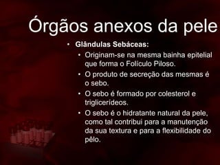 Órgãos anexos da pele
• Glândulas Sebáceas:
• Originam-se na mesma bainha epitelial
que forma o Folículo Piloso.
• O produto de secreção das mesmas é
o sebo.
• O sebo é formado por colesterol e
triglicerídeos.
• O sebo é o hidratante natural da pele,
como tal contribui para a manutenção
da sua textura e para a flexibilidade do
pêlo.
 