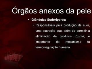 Órgãos anexos da pele
• Glândulas Sudoríparas:
• Responsáveis pela produção de suor,
uma secreção que, além de permitir a
eliminação de produtos tóxicos, é
importante do mecanismo ta
termorregulação humana.
 
