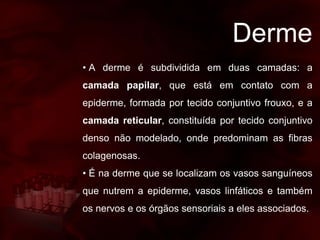 Derme
• A derme é subdividida em duas camadas: a
camada papilar, que está em contato com a
epiderme, formada por tecido conjuntivo frouxo, e a
camada reticular, constituída por tecido conjuntivo
denso não modelado, onde predominam as fibras
colagenosas.
• É na derme que se localizam os vasos sanguíneos
que nutrem a epiderme, vasos linfáticos e também
os nervos e os órgãos sensoriais a eles associados.
 