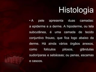 Histologia
• A pele apresenta duas camadas:
a epiderme e a derme. A hipoderme, ou tela
subcutânea, é uma camada de tecido
conjuntivo frouxo, que fica logo abaixo da
derme. Há ainda vários órgãos anexos,
como folículos pilosos, glândulas
sudoríparas e sebáceas; ou penas, escamas
e cascos.
 