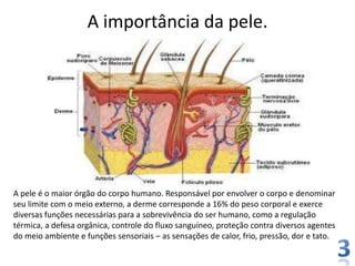 A importância da pele.

A pele é o maior órgão do corpo humano. Responsável por envolver o corpo e denominar
seu limite com o meio externo, a derme corresponde a 16% do peso corporal e exerce
diversas funções necessárias para a sobrevivência do ser humano, como a regulação
térmica, a defesa orgânica, controle do fluxo sanguíneo, proteção contra diversos agentes
do meio ambiente e funções sensoriais – as sensações de calor, frio, pressão, dor e tato.

 