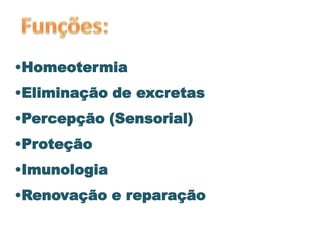 •Homeotermia

•Eliminação de excretas
•Percepção (Sensorial)
•Proteção
•Imunologia
•Renovação e reparação

 