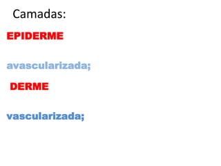 Camadas:
EPIDERME

- Externa,
avascularizada;
DERME
- Interna,
vascularizada;

 