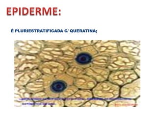 É PLURIESTRATIFICADA C/ QUERATINA;

 