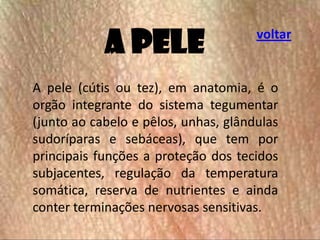 A pele

voltar

A pele (cútis ou tez), em anatomia, é o
orgão integrante do sistema tegumentar
(junto ao cabelo e pêlos, unhas, glândulas
sudoríparas e sebáceas), que tem por
principais funções a proteção dos tecidos
subjacentes, regulação da temperatura
somática, reserva de nutrientes e ainda
conter terminações nervosas sensitivas.

 