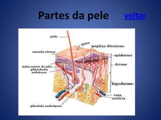 Partes da pele

voltar

 