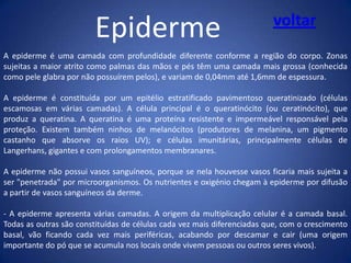 Epiderme

voltar

A epiderme é uma camada com profundidade diferente conforme a região do corpo. Zonas
sujeitas a maior atrito como palmas das mãos e pés têm uma camada mais grossa (conhecida
como pele glabra por não possuírem pelos), e variam de 0,04mm até 1,6mm de espessura.
A epiderme é constituída por um epitélio estratificado pavimentoso queratinizado (células
escamosas em várias camadas). A célula principal é o queratinócito (ou ceratinócito), que
produz a queratina. A queratina é uma proteína resistente e impermeável responsável pela
proteção. Existem também ninhos de melanócitos (produtores de melanina, um pigmento
castanho que absorve os raios UV); e células imunitárias, principalmente células de
Langerhans, gigantes e com prolongamentos membranares.
A epiderme não possui vasos sanguíneos, porque se nela houvesse vasos ficaria mais sujeita a
ser "penetrada" por microorganismos. Os nutrientes e oxigénio chegam à epiderme por difusão
a partir de vasos sanguíneos da derme.
- A epiderme apresenta várias camadas. A origem da multiplicação celular é a camada basal.
Todas as outras são constituídas de células cada vez mais diferenciadas que, com o crescimento
basal, vão ficando cada vez mais periféricas, acabando por descamar e cair (uma origem
importante do pó que se acumula nos locais onde vivem pessoas ou outros seres vivos).

 