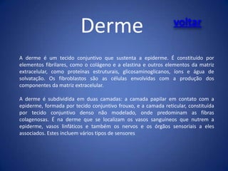 Derme

voltar

A derme é um tecido conjuntivo que sustenta a epiderme. É constituído por
elementos fibrilares, como o colágeno e a elastina e outros elementos da matriz
extracelular, como proteínas estruturais, glicosaminoglicanos, íons e água de
solvatação. Os fibroblastos são as células envolvidas com a produção dos
componentes da matriz extracelular.
A derme é subdividida em duas camadas: a camada papilar em contato com a
epiderme, formada por tecido conjuntivo frouxo, e a camada reticular, constituída
por tecido conjuntivo denso não modelado, onde predominam as fibras
colagenosas. É na derme que se localizam os vasos sanguíneos que nutrem a
epiderme, vasos linfáticos e também os nervos e os órgãos sensoriais a eles
associados. Estes incluem vários tipos de sensores

 