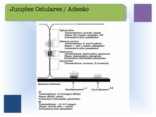Junções Celulares / Adesão 