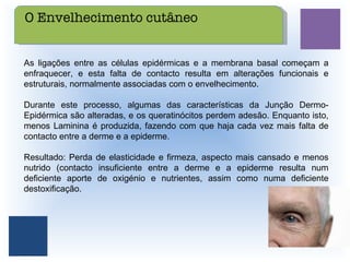 As ligações entre as células epidérmicas e a membrana basal começam a enfraquecer, e esta falta de contacto resulta em alterações funcionais e estruturais, normalmente associadas com o envelhecimento. Durante este processo, algumas das características da Junção Dermo-Epidérmica são alteradas, e os queratinócitos perdem adesão. Enquanto isto, menos Laminina é produzida, fazendo com que haja cada vez mais falta de contacto entre a derme e a epiderme. Resultado: Perda de elasticidade e firmeza, aspecto mais cansado e menos nutrido (contacto insuficiente entre a derme e a epiderme resulta num deficiente aporte de oxigénio e nutrientes, assim como numa deficiente destoxificação. O Envelhecimento cutâneo 