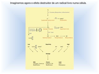 Imaginemos agora o efeito destruidor de um radical livre numa célula. 