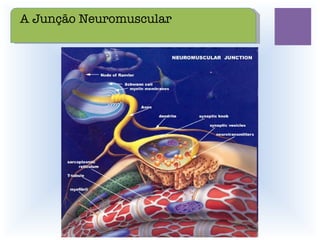 A Junção Neuromuscular 