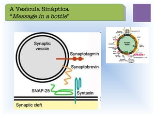 A Vesícula Sináptica “ Message in a bottle ” 