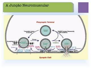 A Junção Neuromuscular 