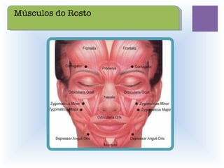 Músculos do Rosto 